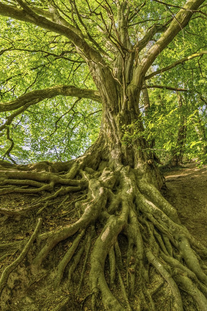 Felix Mittermeier - Captured in summer, a grand tree with sprawling roots offers a serene natural landscape.