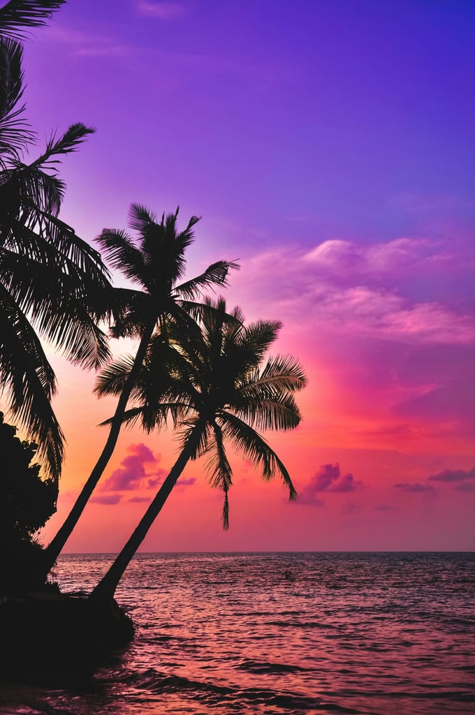 Tropical Sunset Palms by Saiph Muhammad