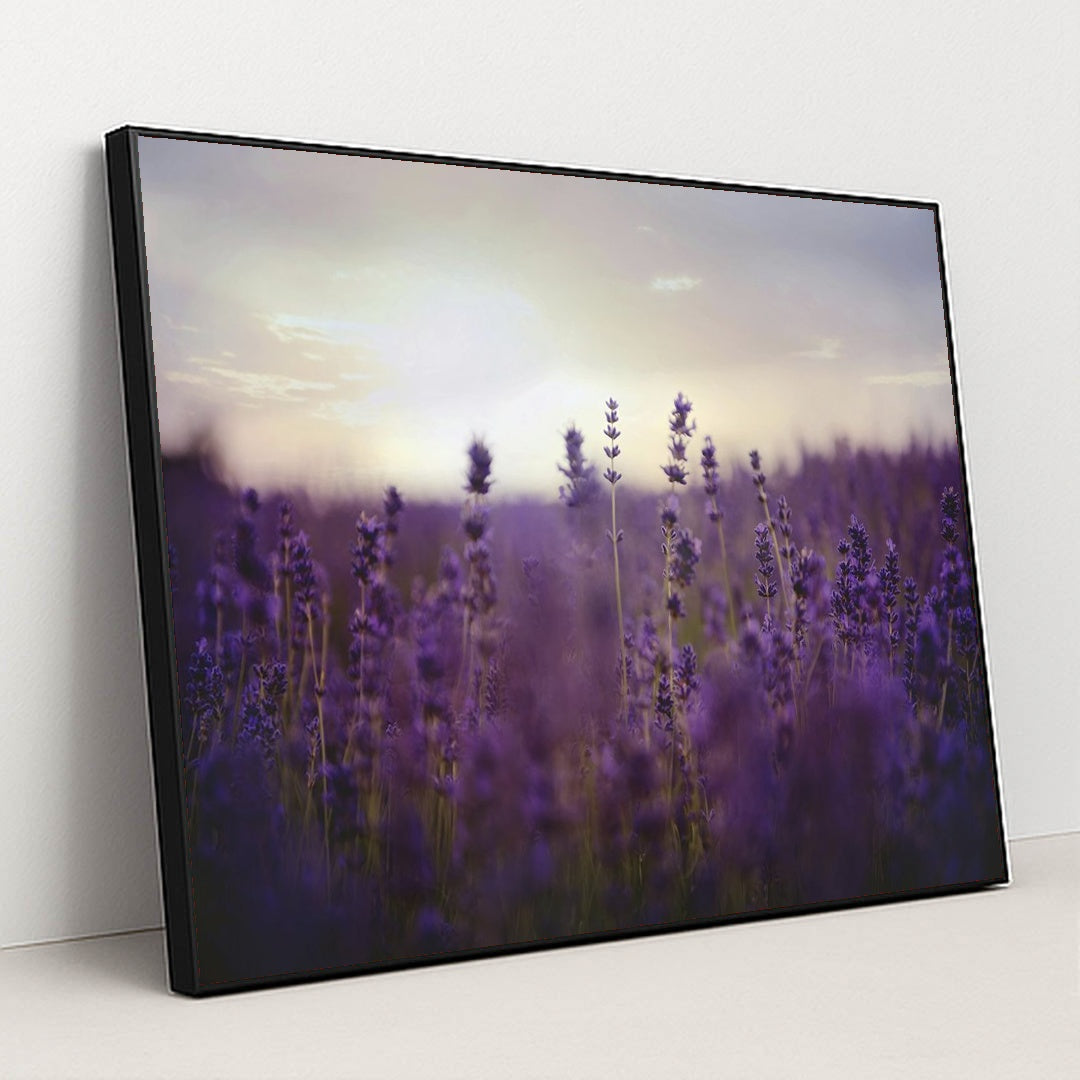 Twilight Lavender Serenity by Kelly Rabie - Black Frame Stretchiez