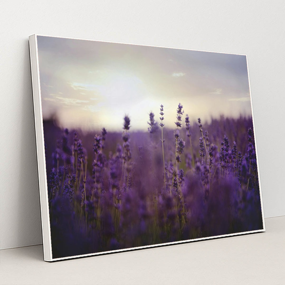 Twilight Lavender Serenity by Kelly Rabie - White Frame Stretchiez