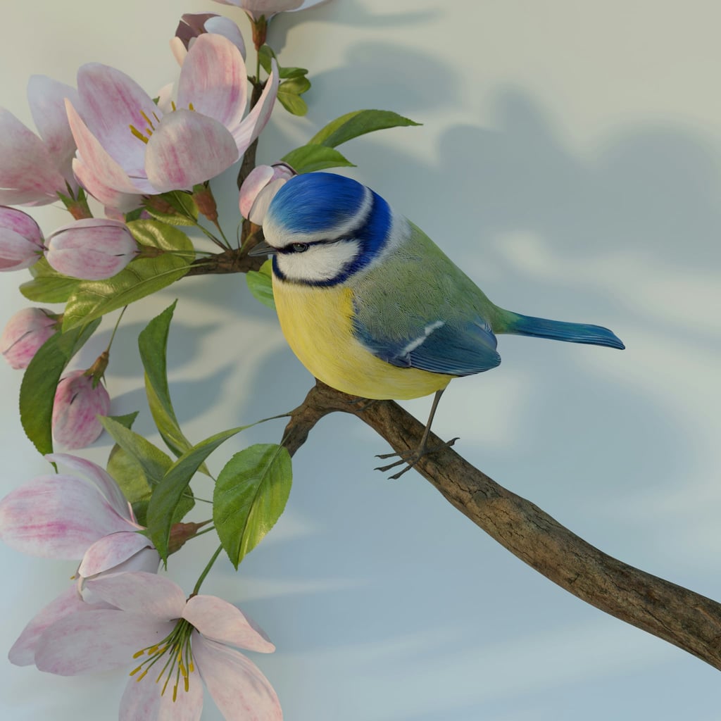 Blue Tit Among Blossoms by Allison Saeng
