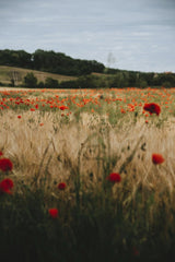 Vibrant Poppy Field in Erfurt by Alesia Kozik