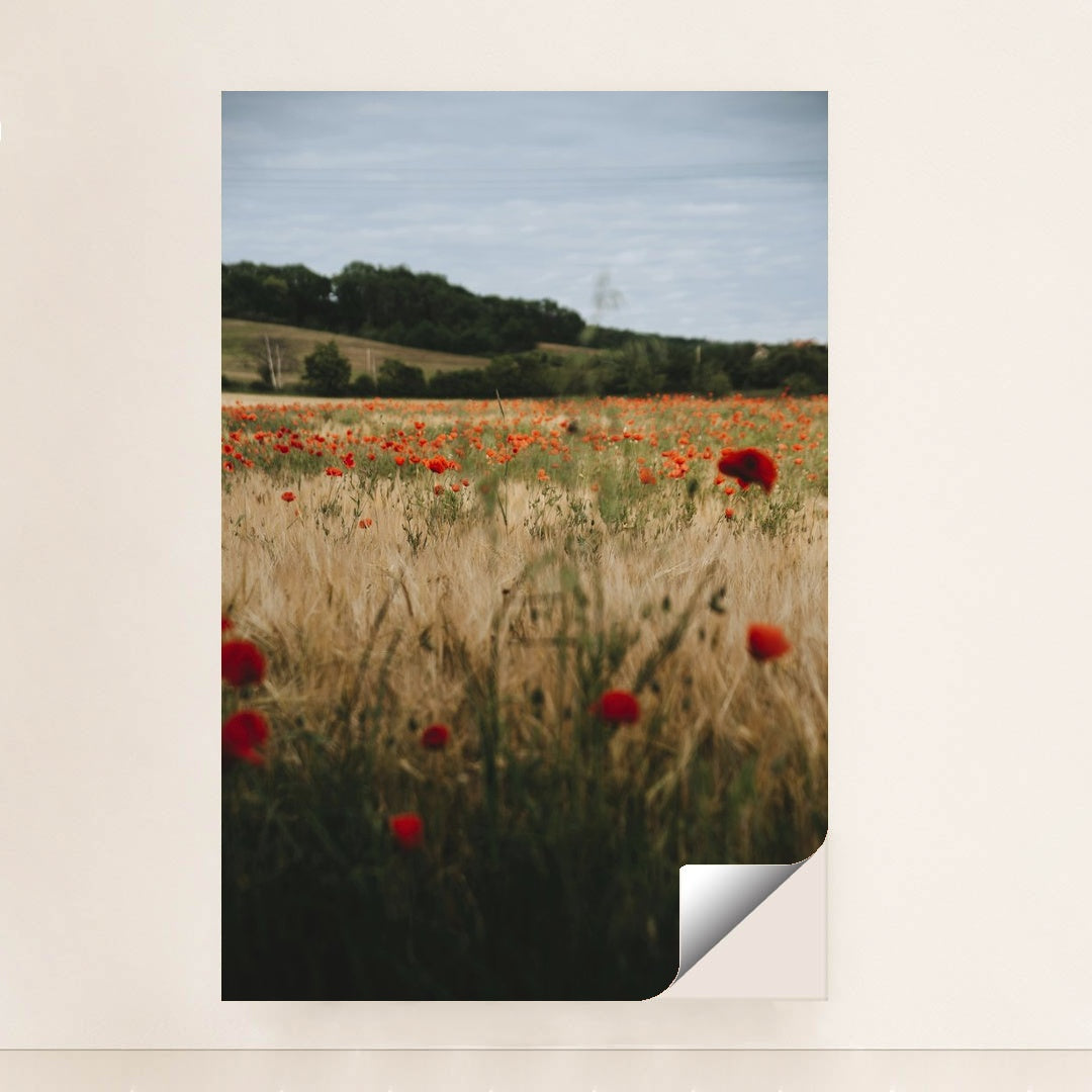 Vibrant Poppy Field in Erfurt by Alesia Kozik - Peeliez