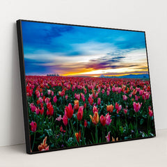 Sea of Tulips by Manoj Kumar - Black Frame Stretchiez