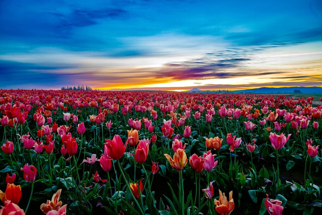 Sea of Tulips by Manoj Kumar