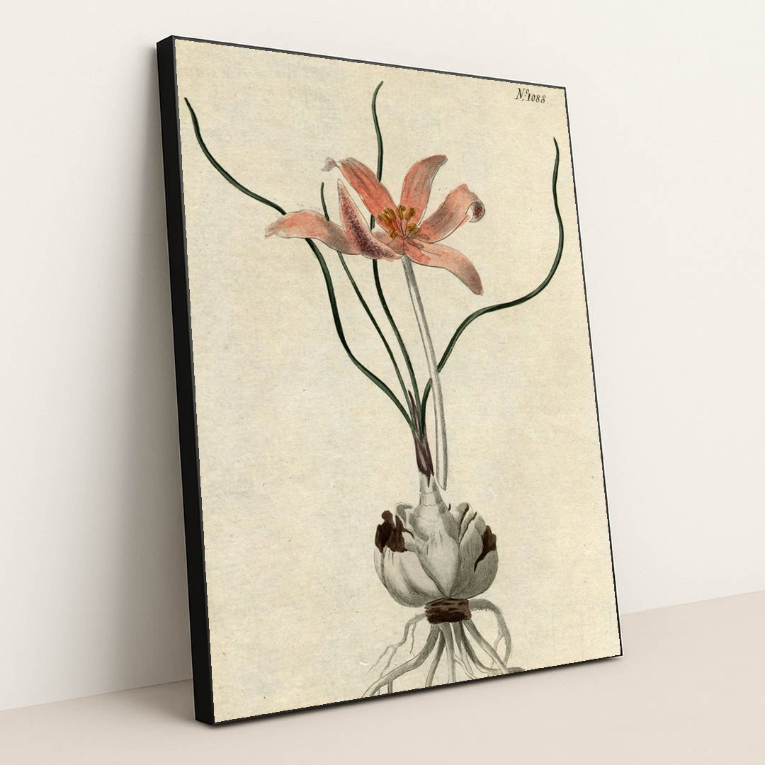 No. 1088: Colchicum autumnale by Edwards-Curtis-Sansom - Black Frame Stretchiez