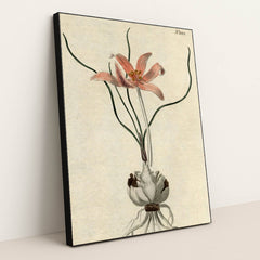 No. 1088: Colchicum autumnale by Edwards-Curtis-Sansom - Black Frame Stretchiez
