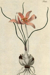 No. 1088: Colchicum autumnale by Edwards-Curtis-Sansom