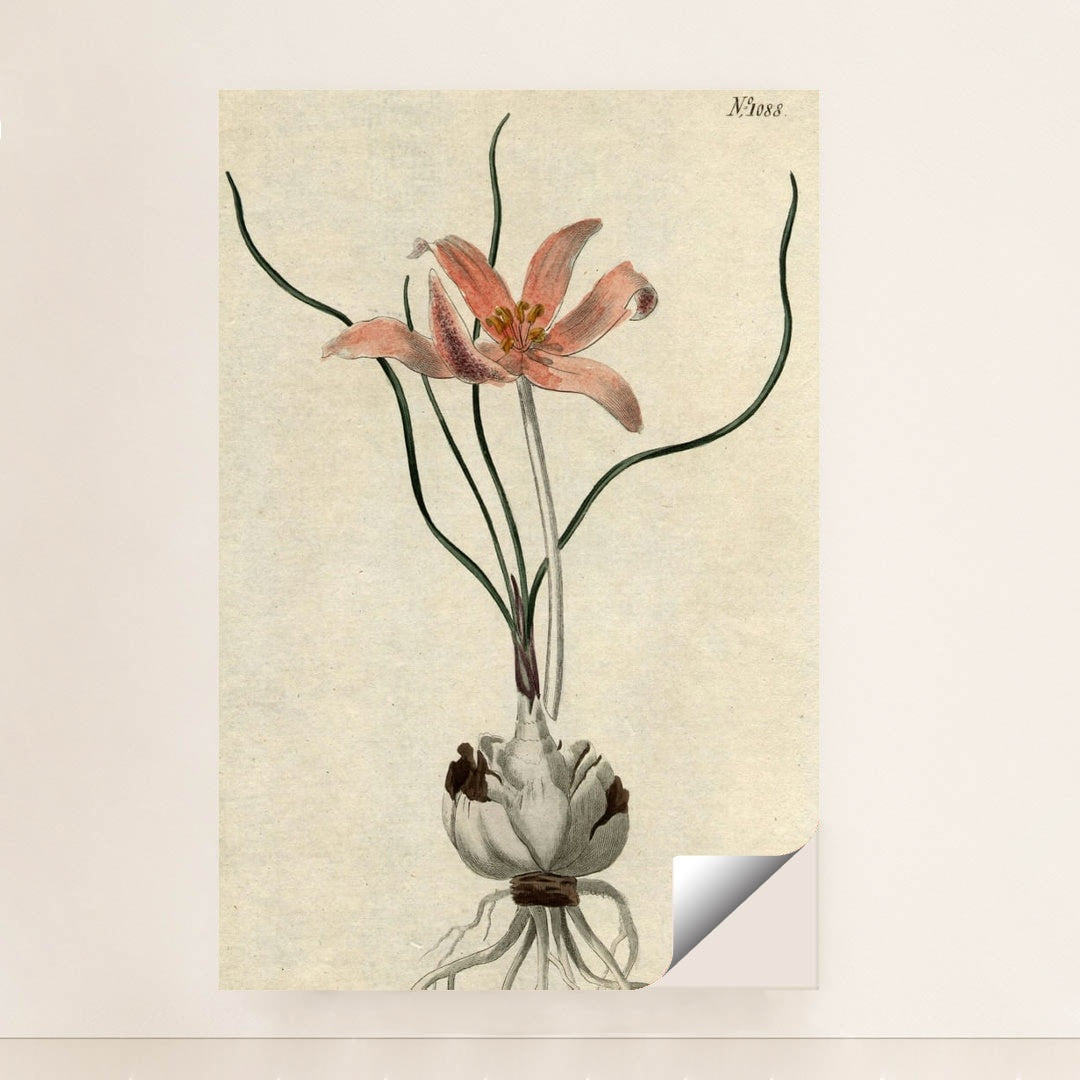 No. 1088: Colchicum autumnale by Edwards-Curtis-Sansom - Peeliez