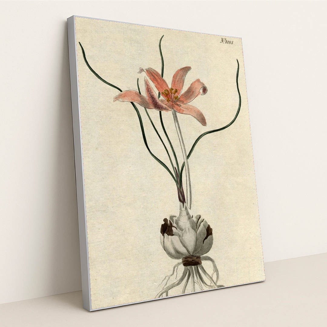No. 1088: Colchicum autumnale by Edwards-Curtis-Sansom - Silver Frame Stretchiez