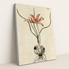 No. 1088: Colchicum autumnale by Edwards-Curtis-Sansom - Silver Frame Stretchiez