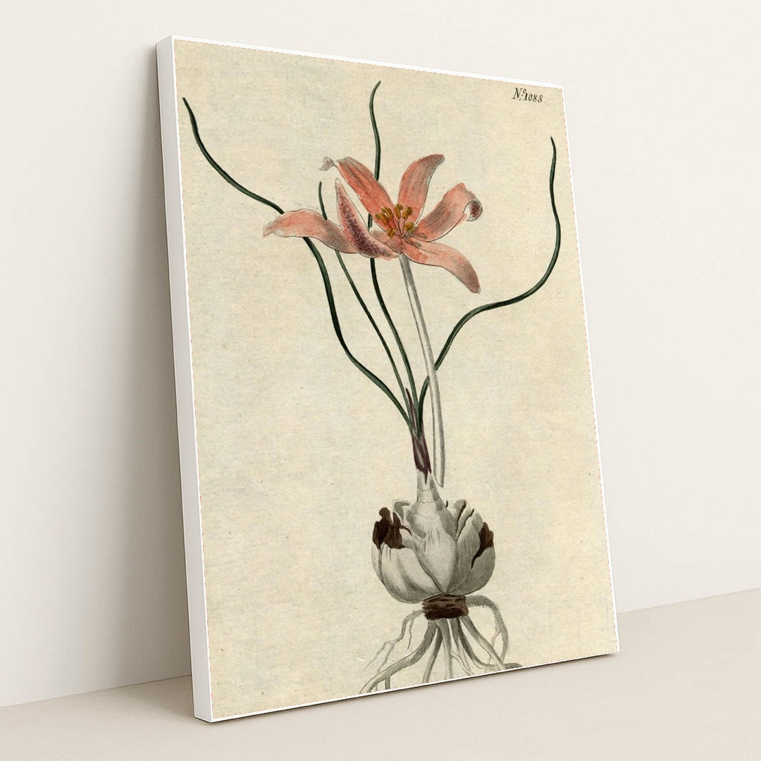 No. 1088: Colchicum autumnale by Edwards-Curtis-Sansom - White Frame Stretchiez
