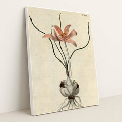 No. 1088: Colchicum autumnale by Edwards-Curtis-Sansom - White Frame Stretchiez
