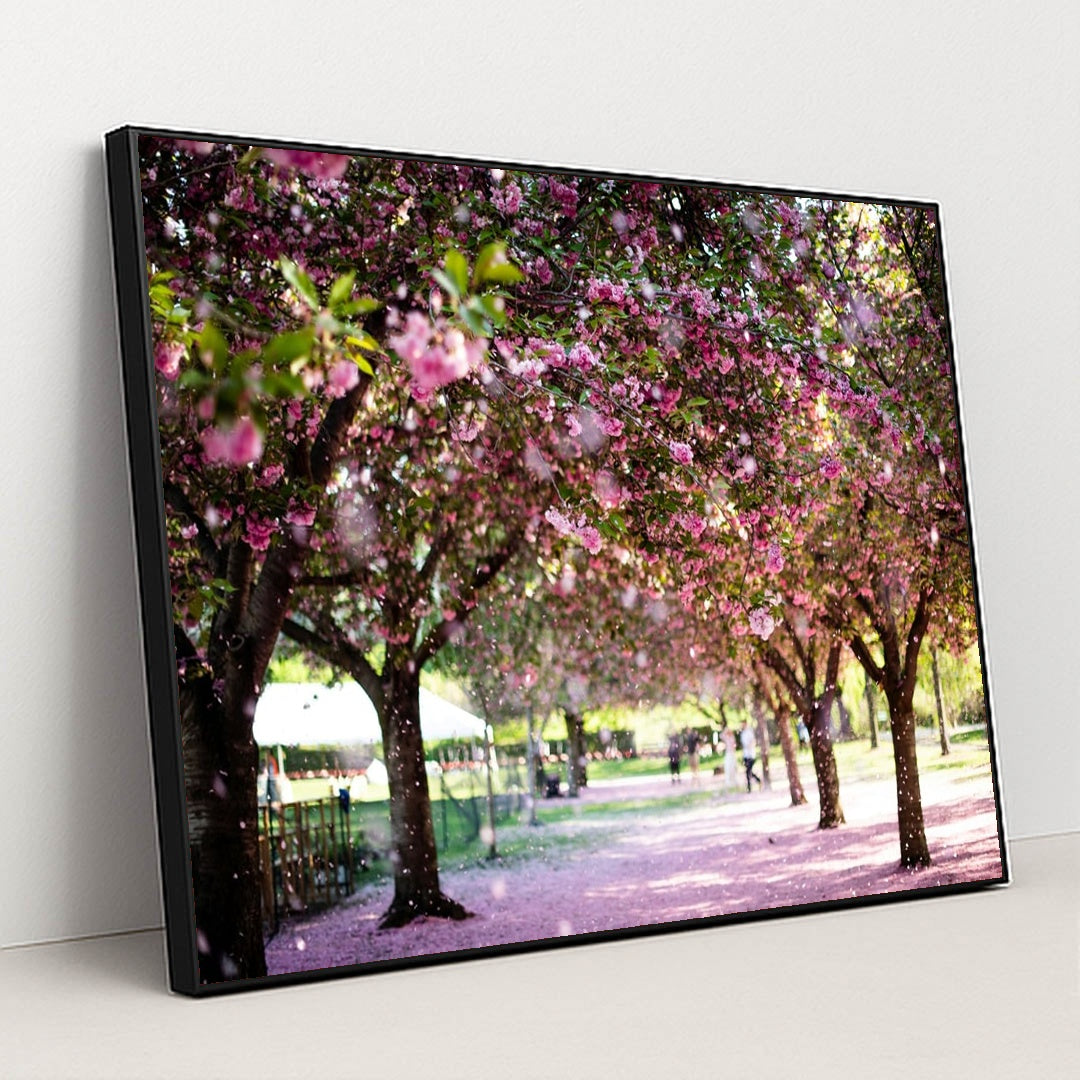 Walking Under the Blossom Canopy by Pascale Amez - Black Frame Stretchiez