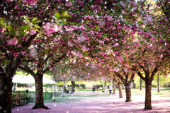 Walking Under the Blossom Canopy by Pascale Amez