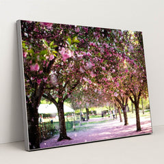 Walking Under the Blossom Canopy by Pascale Amez - Silver Frame Stretchiez