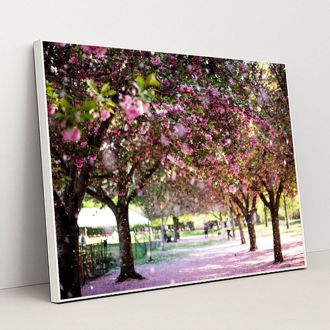 Walking Under the Blossom Canopy by Pascale Amez - White Frame Stretchiez