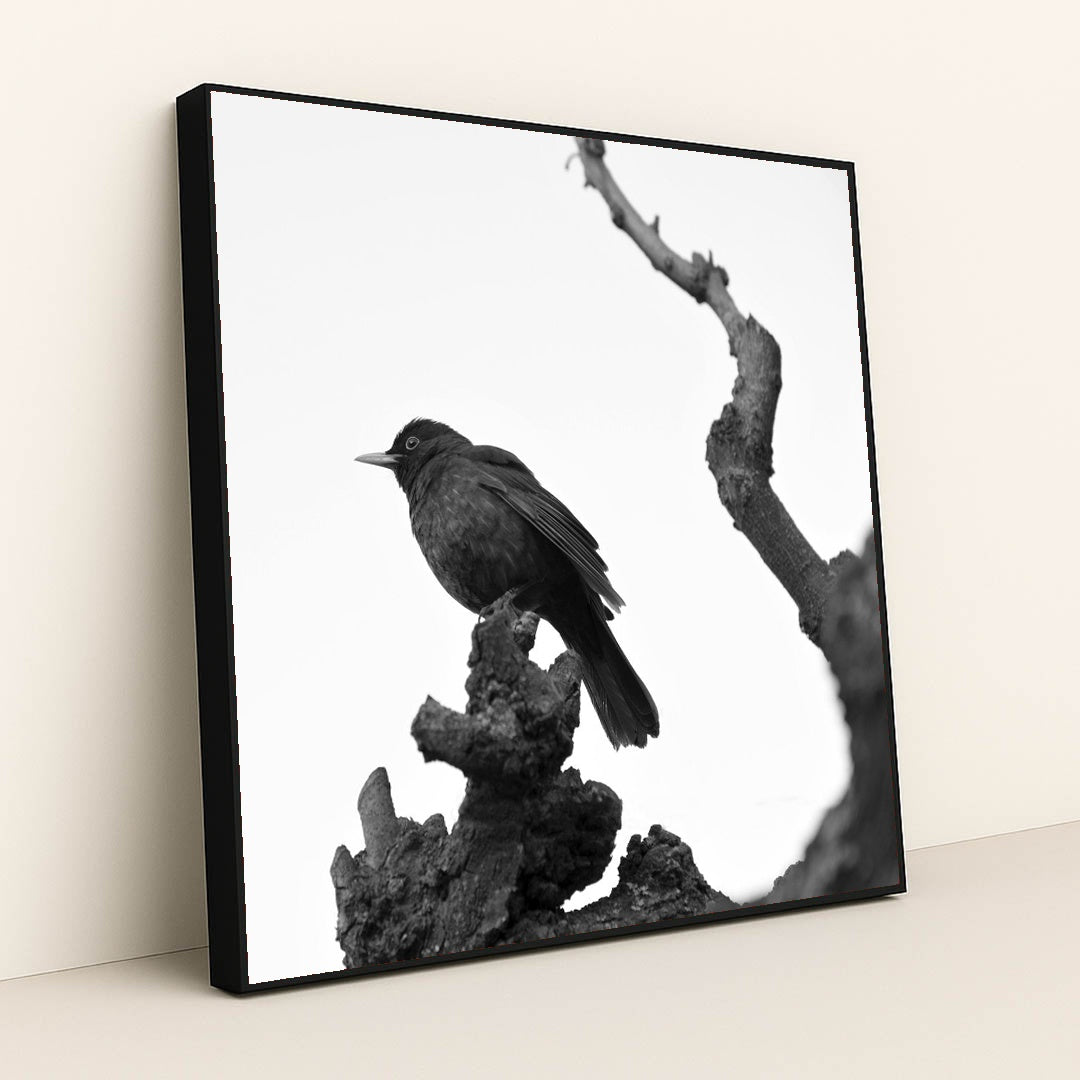 Blackbird on Bare Branch by Serena Koi - Black Frame Stretchiez