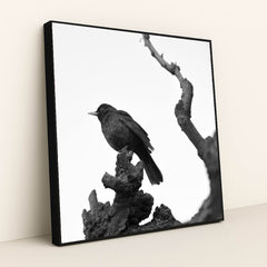 Blackbird on Bare Branch by Serena Koi - Black Frame Stretchiez