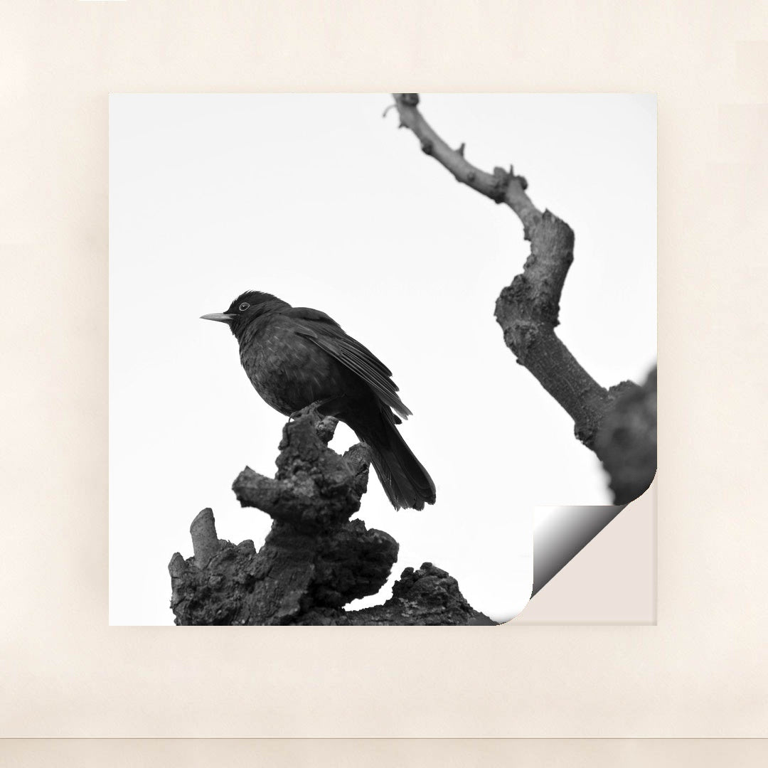 Blackbird on Bare Branch by Serena Koi - Peeliez