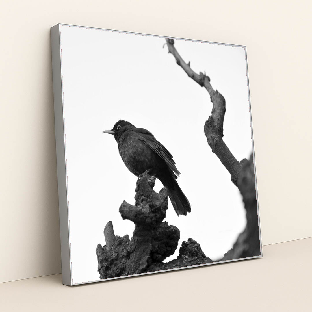 Blackbird on Bare Branch by Serena Koi - Silver Frame Stretchiez
