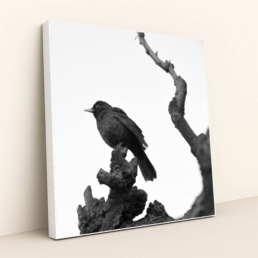 Blackbird on Bare Branch by Serena Koi - White Frame Stretchiez