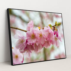 Blooming Cherry Blossoms in Spring by Siegfried Poepperl - Black Frame Stretchiez