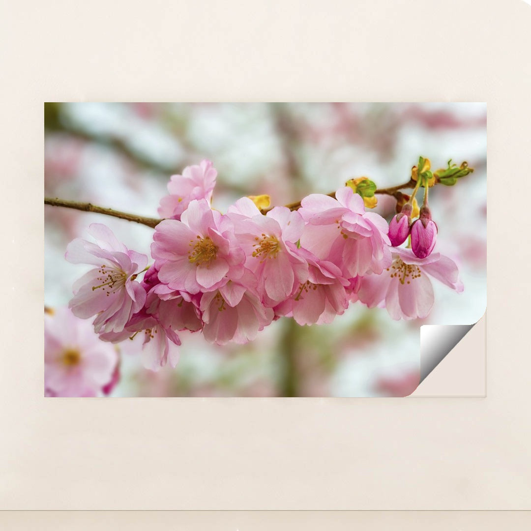 Blooming Cherry Blossoms in Spring by Siegfried Poepperl - Peeliez