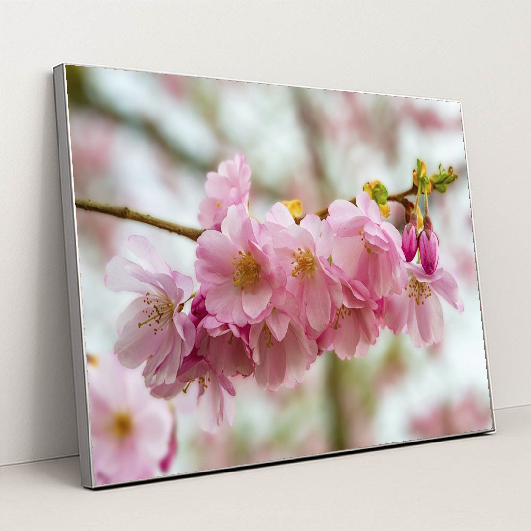 Blooming Cherry Blossoms in Spring by Siegfried Poepperl - Silver Frame Stretchiez