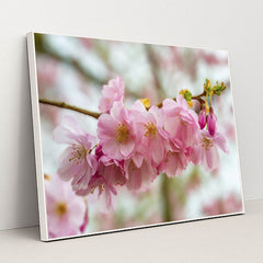 Blooming Cherry Blossoms in Spring by Siegfried Poepperl - White Frame Stretchiez