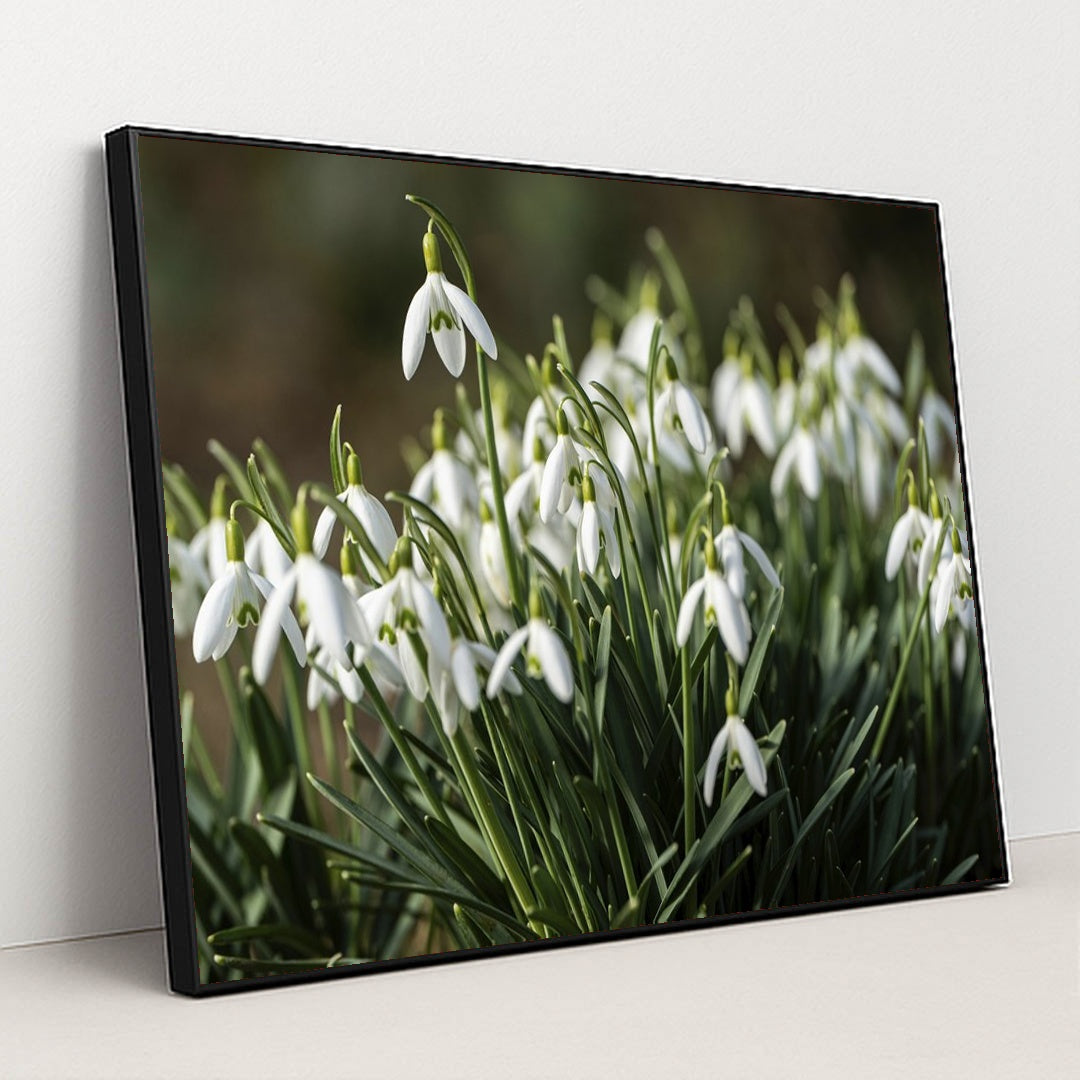 Blooming Snowdrop Flowers in Spring by Robert Schwarz - Black Frame Stretchiez