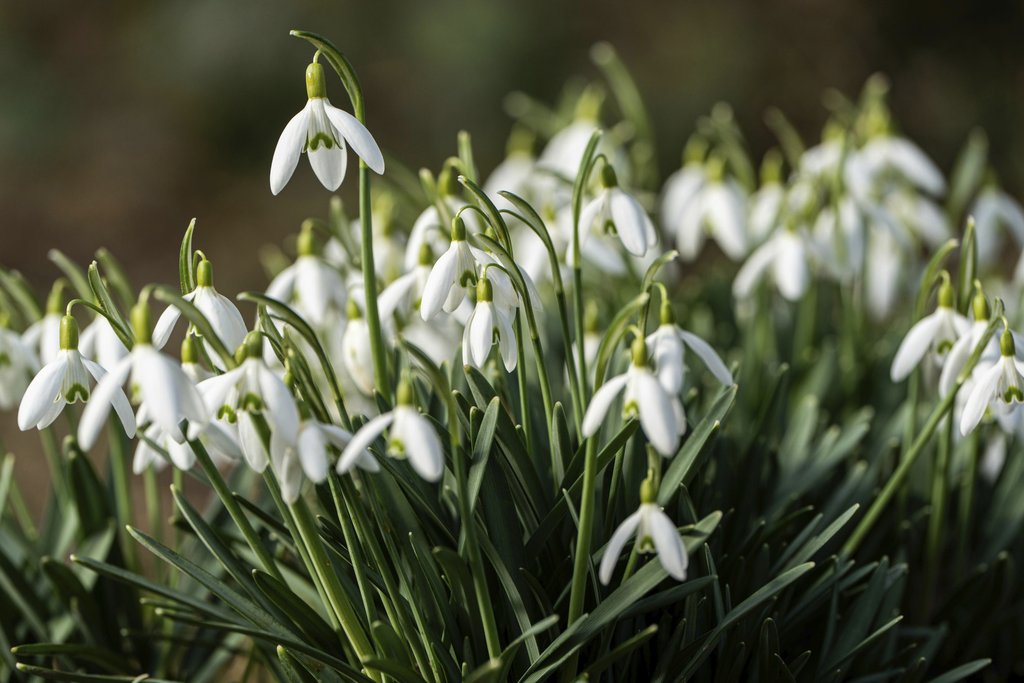 Blooming Snowdrop Flowers in Spring by Robert Schwarz