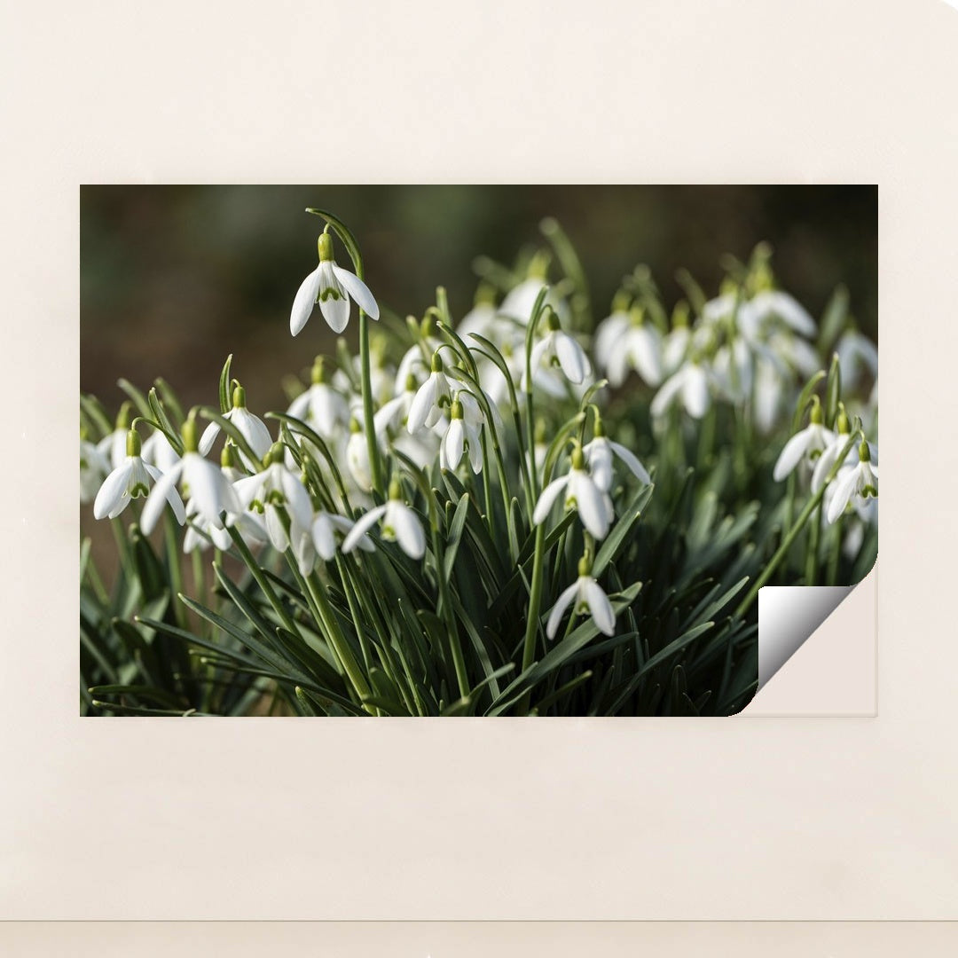 Blooming Snowdrop Flowers in Spring by Robert Schwarz - Peeliez