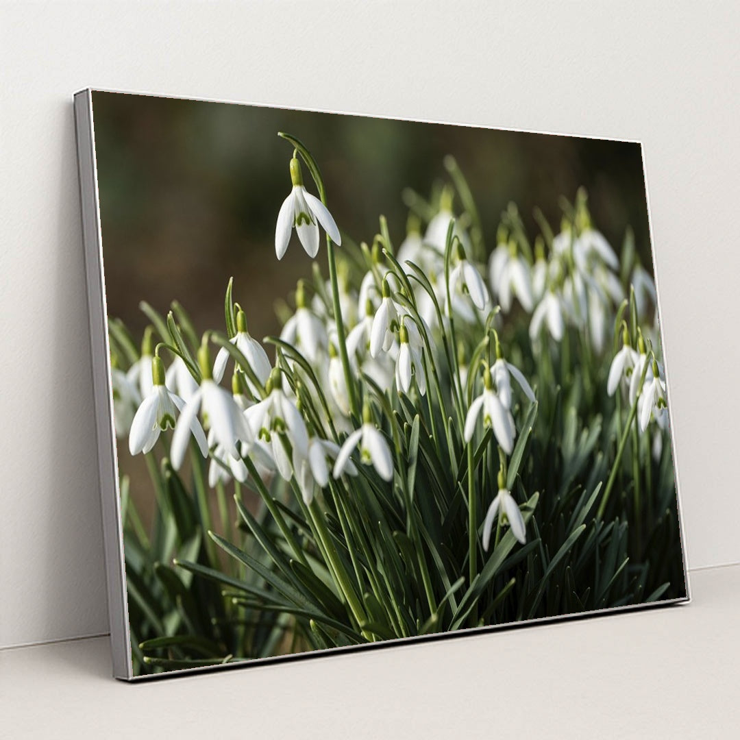 Blooming Snowdrop Flowers in Spring by Robert Schwarz - Silver Frame Stretchiez