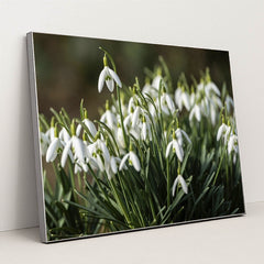 Blooming Snowdrop Flowers in Spring by Robert Schwarz - Silver Frame Stretchiez