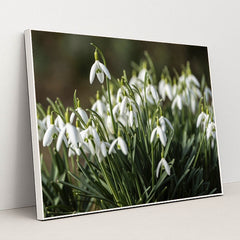 Blooming Snowdrop Flowers in Spring by Robert Schwarz - White Frame Stretchiez