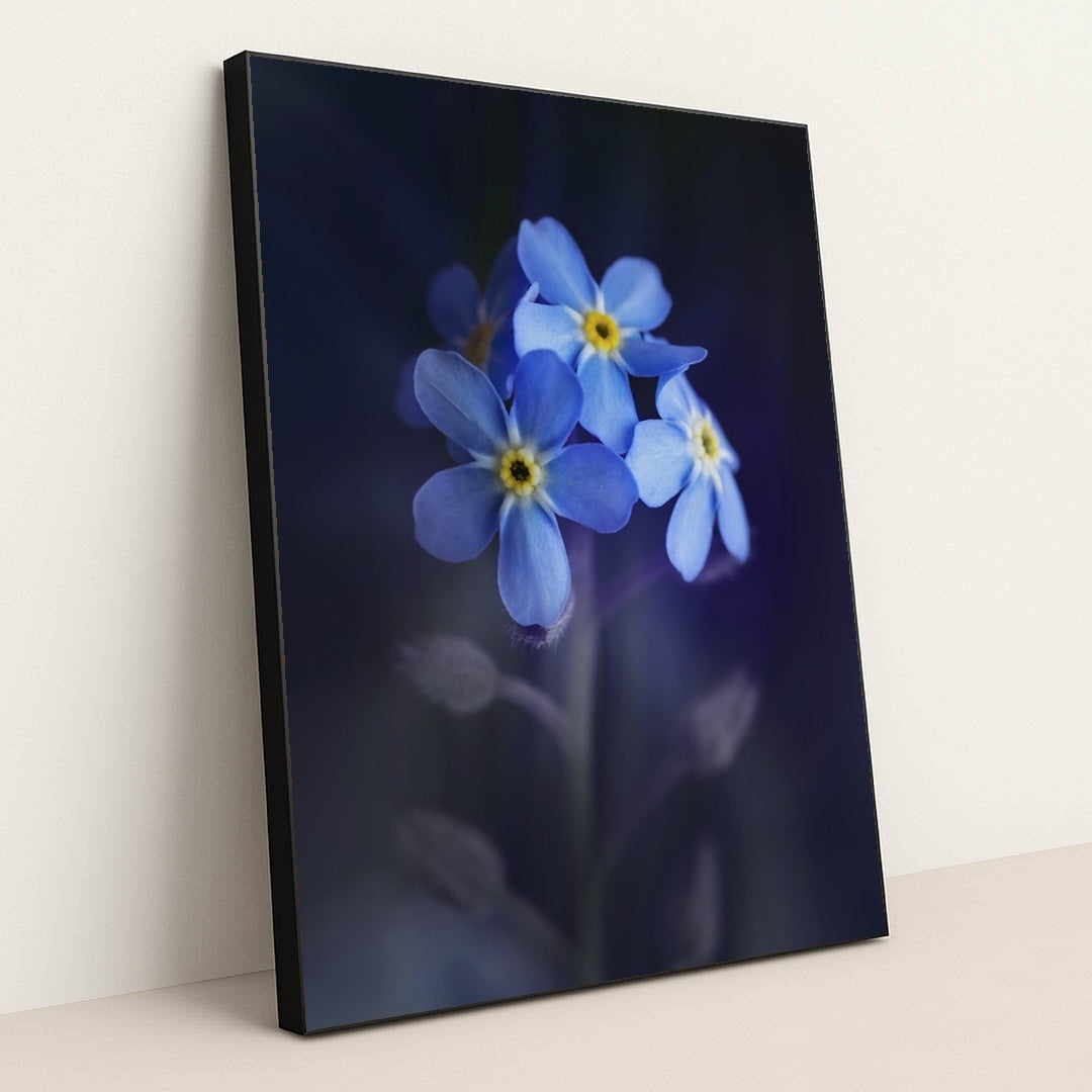 Vibrant Blue Alpine Forget-Me-Nots by Skyler Ewing - Black Frame Stretchiez
