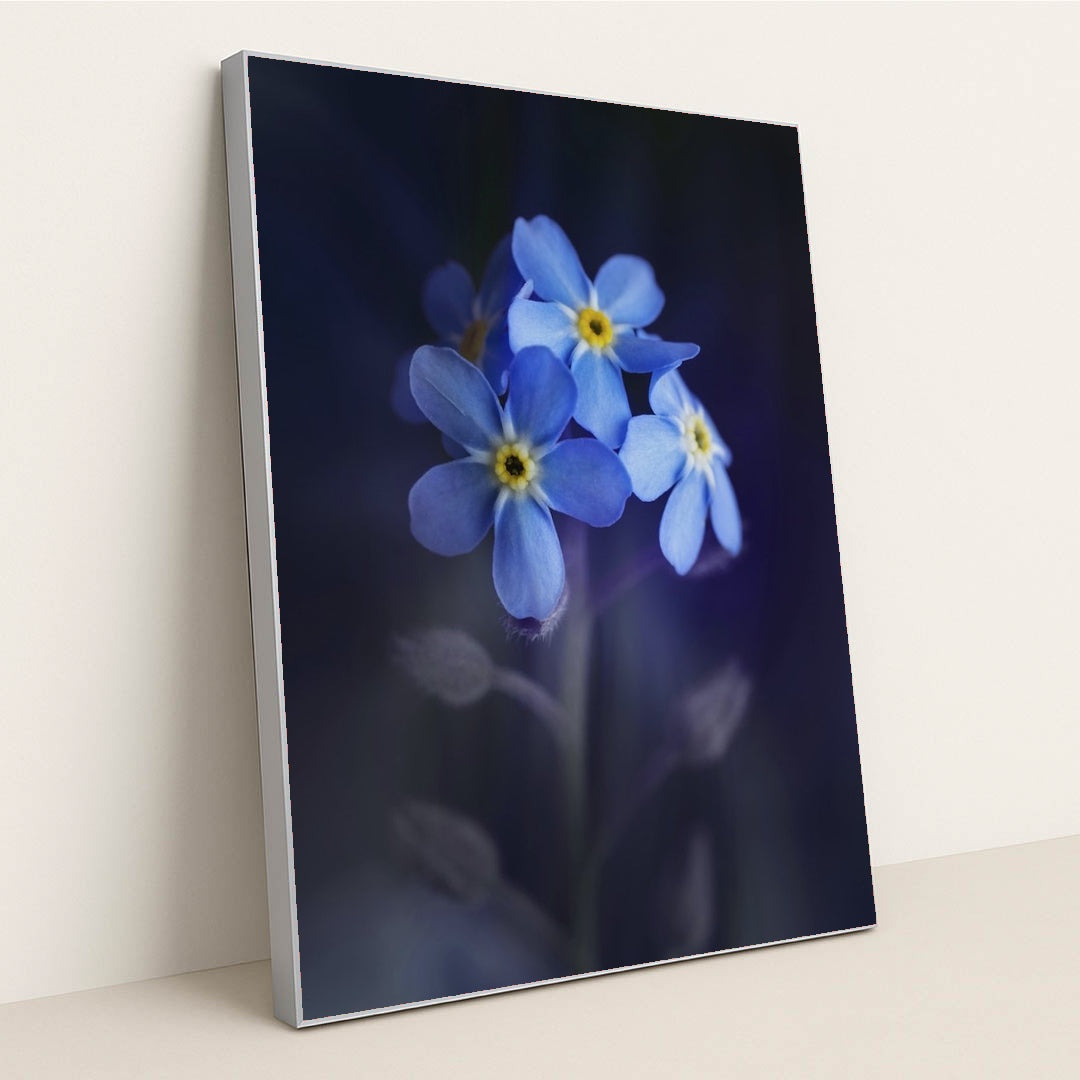 Vibrant Blue Alpine Forget-Me-Nots by Skyler Ewing - Silver Frame Stretchiez