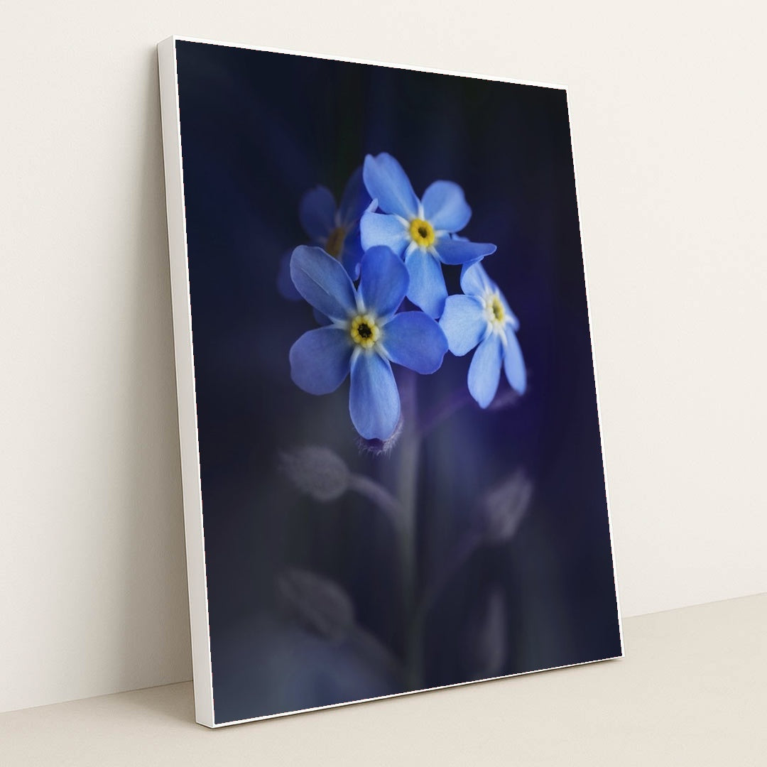 Vibrant Blue Alpine Forget-Me-Nots by Skyler Ewing - White Frame Stretchiez
