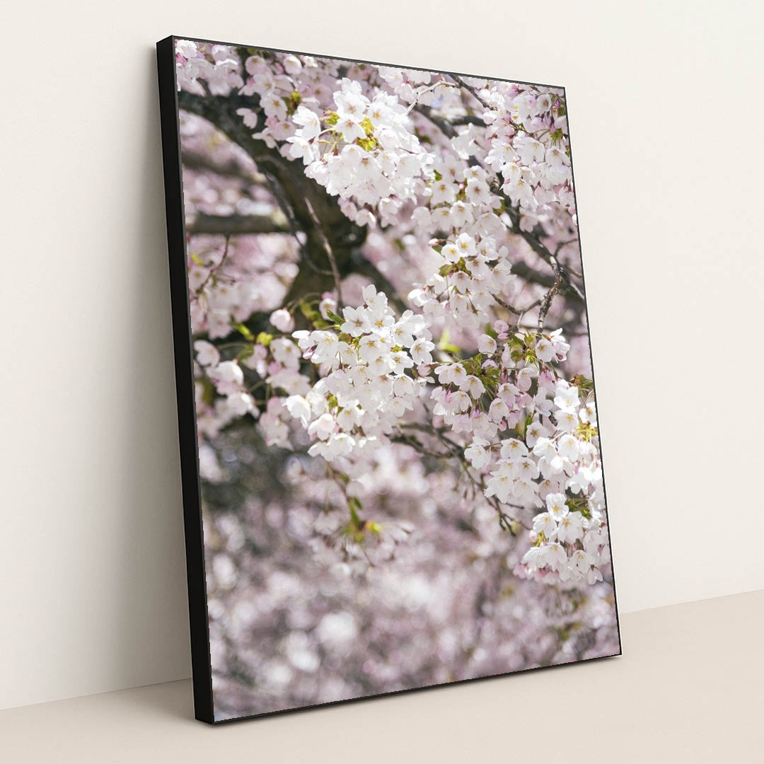 Delicate Cherry Blossoms in Spring by Ekam Juneja - Black Frame Stretchiez