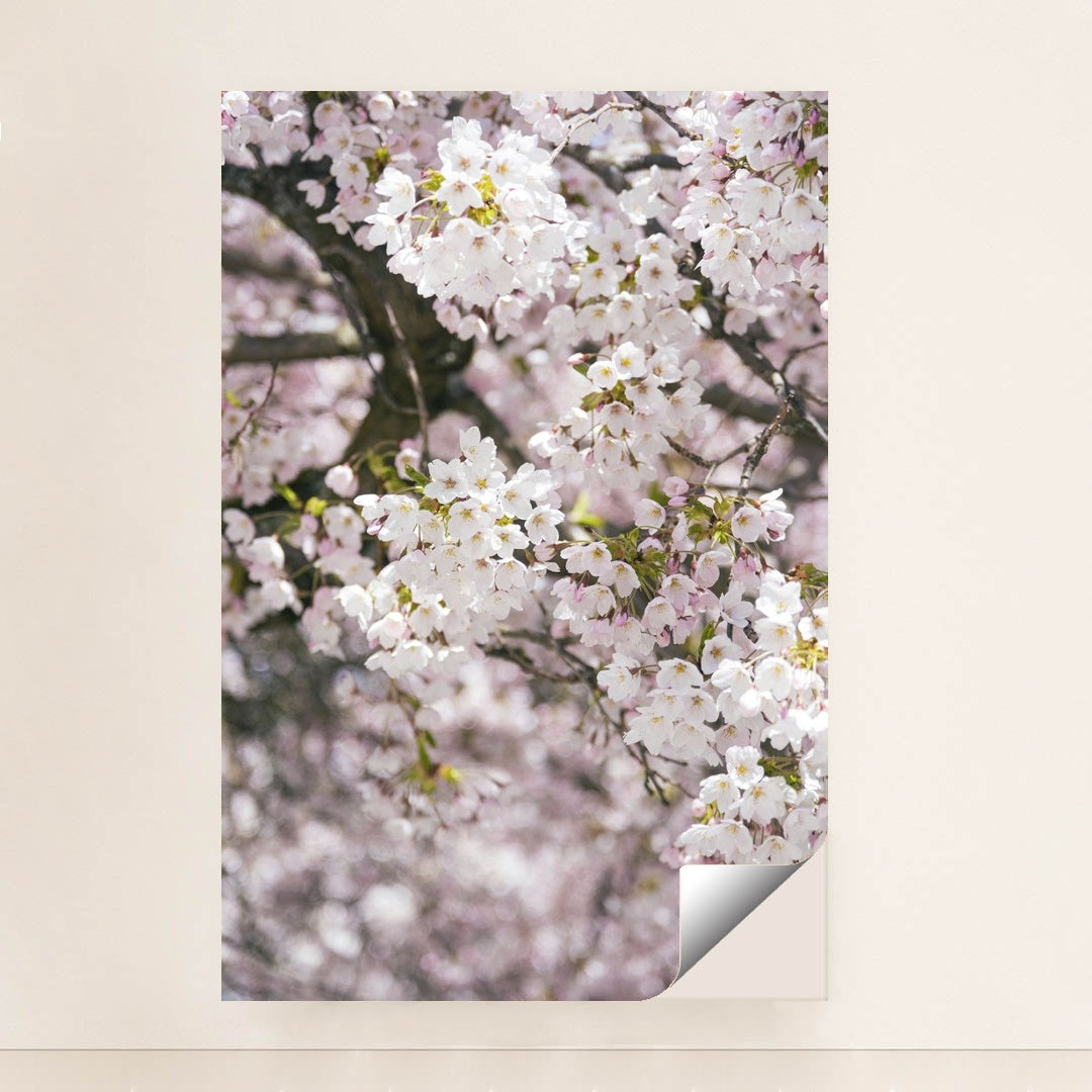 Delicate Cherry Blossoms in Spring by Ekam Juneja - Peeliez