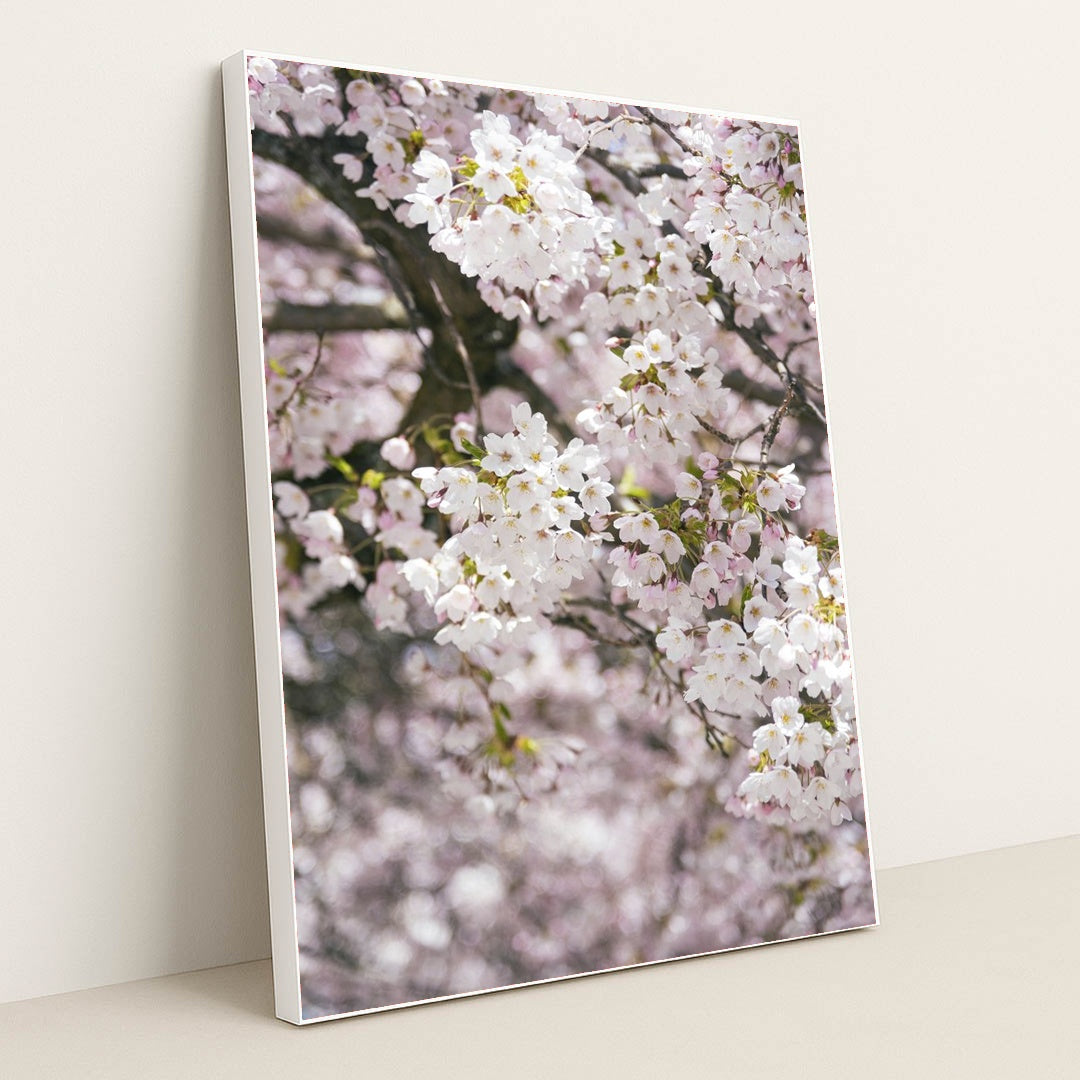 Delicate Cherry Blossoms in Spring by Ekam Juneja - White Frame Stretchiez