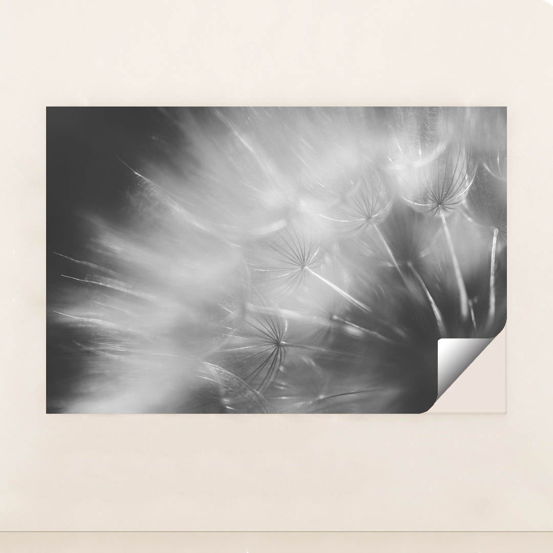 Dandelion Dreams in Black and White by 정규송 Nui MALAMA - Peeliez