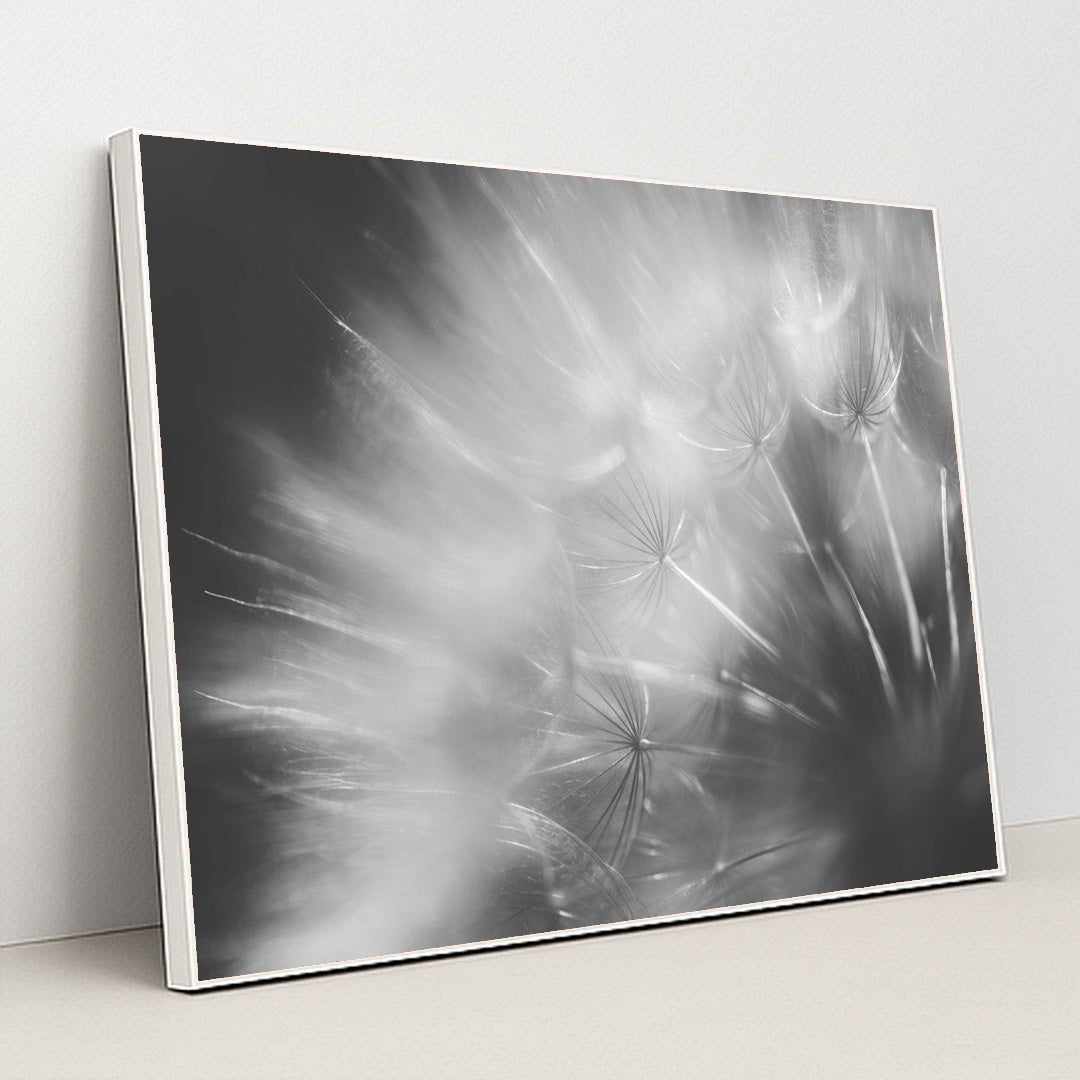 Dandelion Dreams in Black and White by 정규송 Nui MALAMA - White Frame Stretchiez