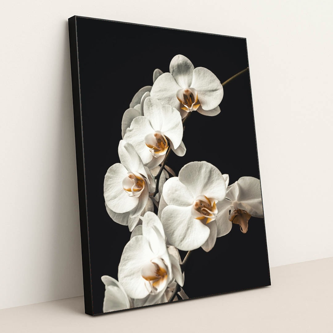 Blooming White Orchids Close-Up by Jan Kopřiva - Black Frame Stretchiez