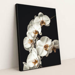 Blooming White Orchids Close-Up by Jan Kopřiva - Black Frame Stretchiez