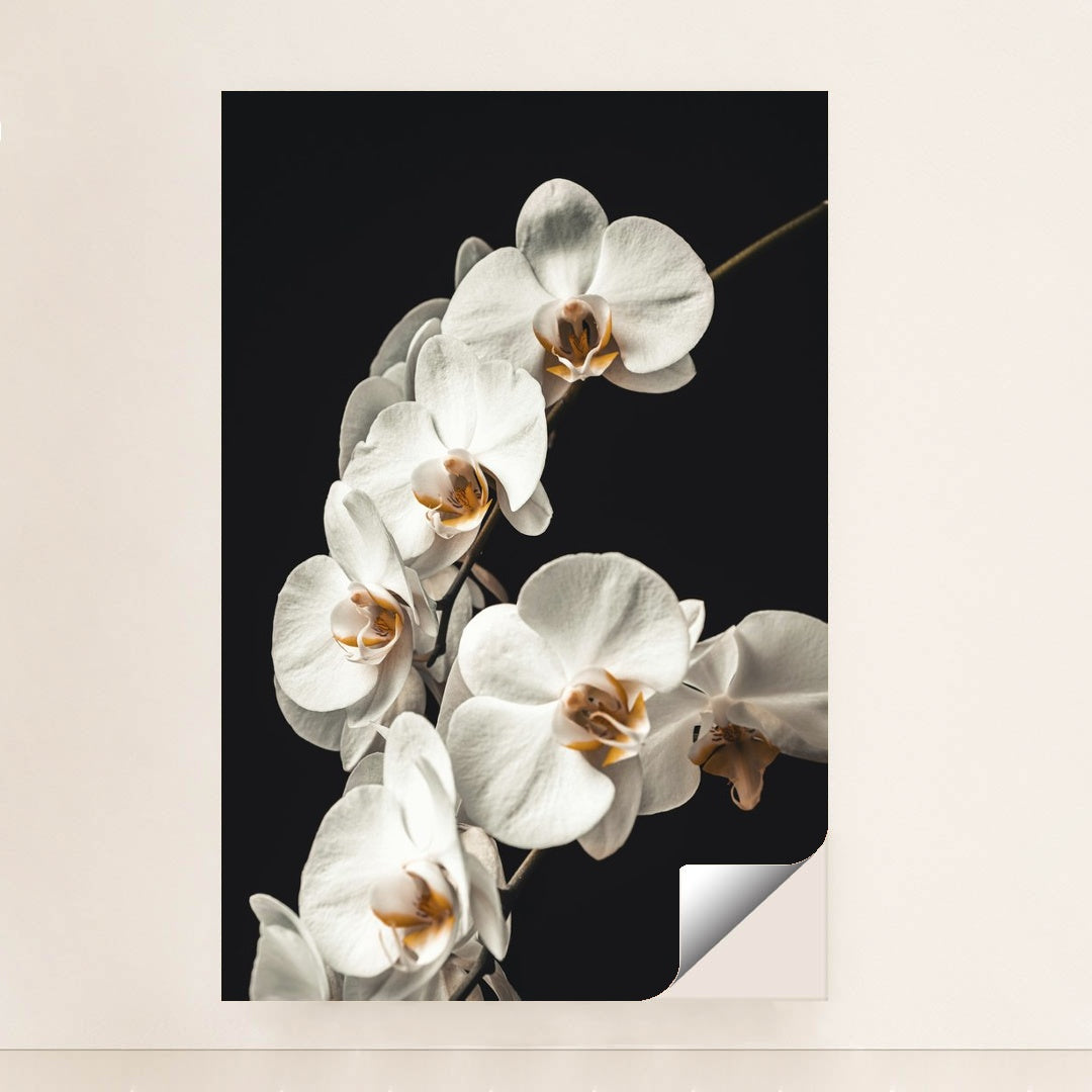 Blooming White Orchids Close-Up by Jan Kopřiva - Peeliez