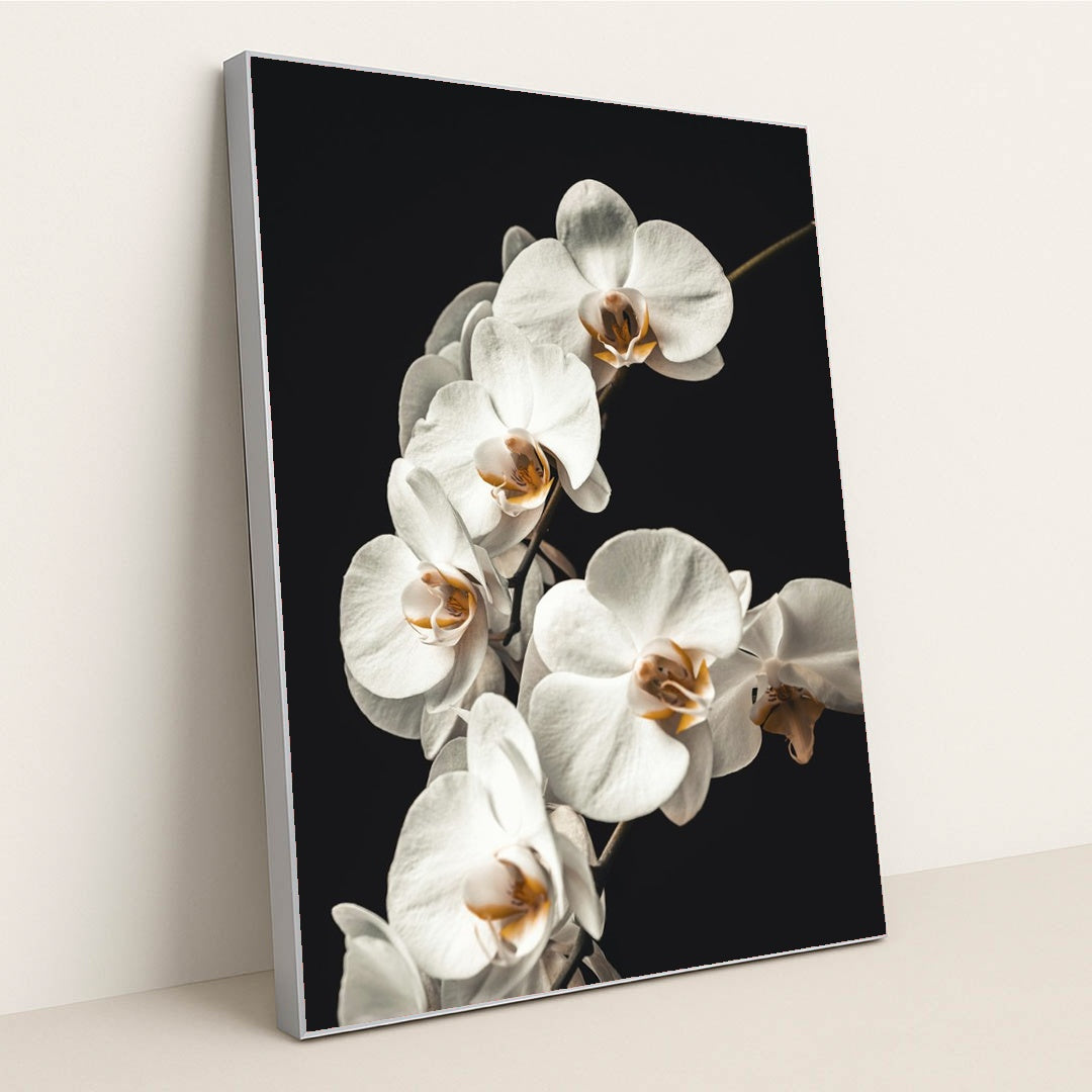Blooming White Orchids Close-Up by Jan Kopřiva - Silver Frame Stretchiez