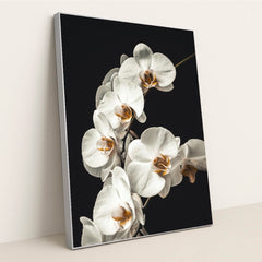 Blooming White Orchids Close-Up by Jan Kopřiva - Silver Frame Stretchiez