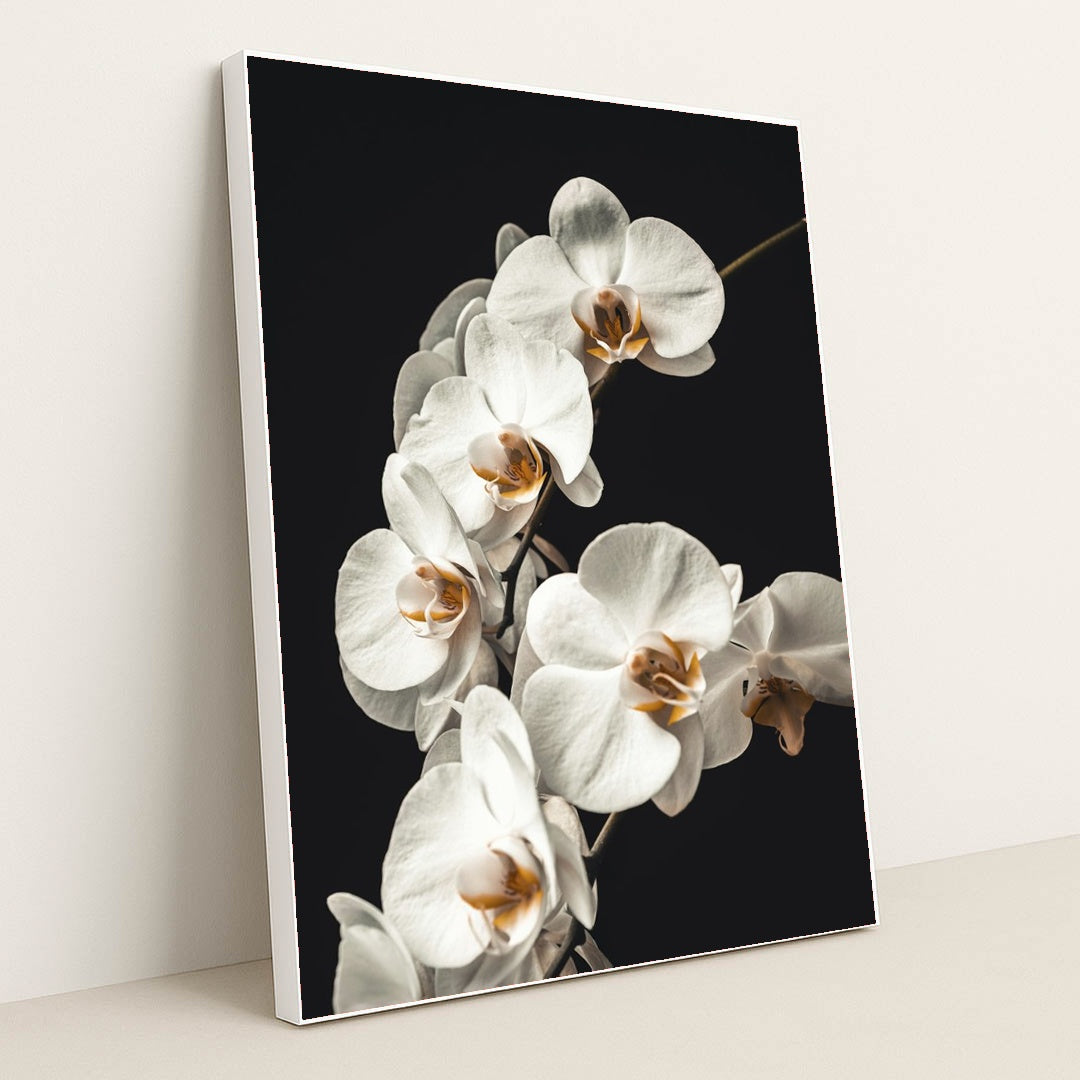 Blooming White Orchids Close-Up by Jan Kopřiva - White Frame Stretchiez
